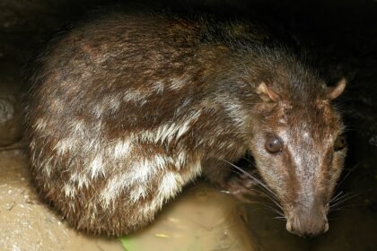 Pacas žiurkė: didžiausia žiurkė pasaulyje ir jos ypatybės