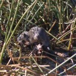 Kuo maitinasi vandens žiurkės