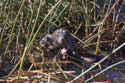 Kuo maitinasi vandens žiurkės
