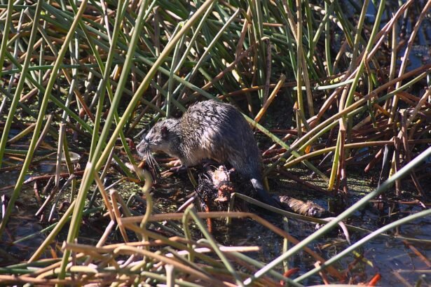 Kuo maitinasi vandens žiurkės