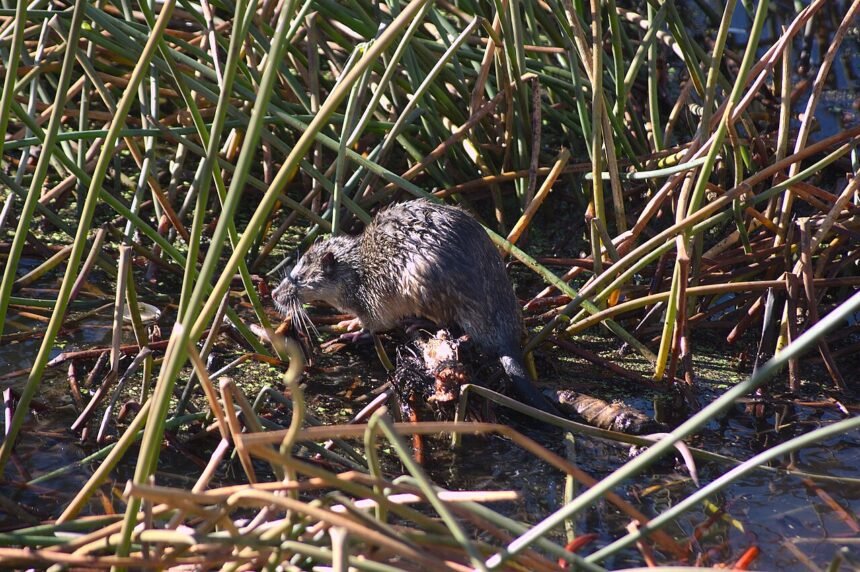 Kuo maitinasi vandens žiurkės