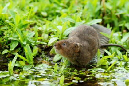 Vandens žiurkė: kur gyvena ir kuo skiriasi nuo kitų rūšių?