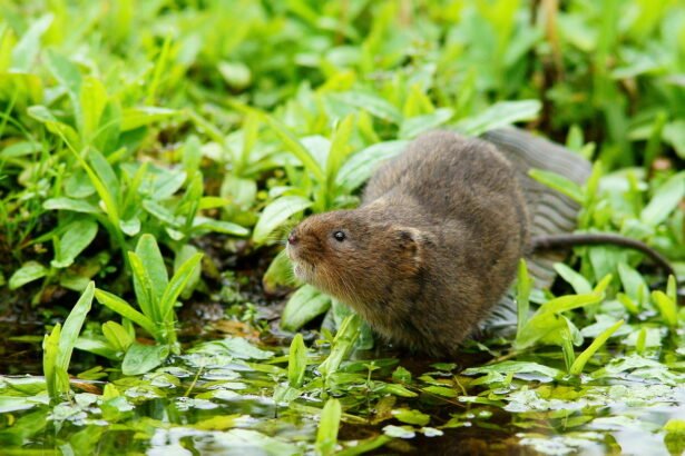 Vandens žiurkė: kur gyvena ir kuo skiriasi nuo kitų rūšių?