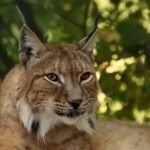 Ar lūšis puola žmones? Pavojingumo mitai ir realūs faktai