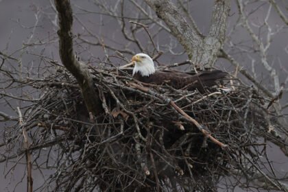 Erelio lizdas: kur ir kaip peri ereliai