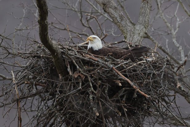 Erelio lizdas: kur ir kaip peri ereliai