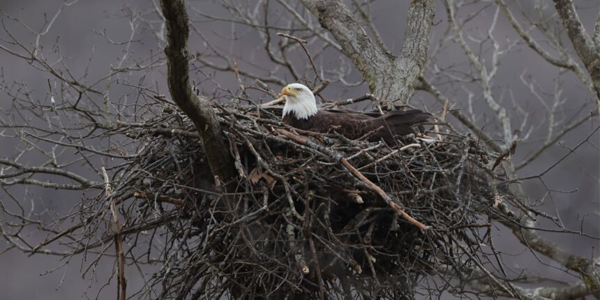 Erelio lizdas: kur ir kaip peri ereliai