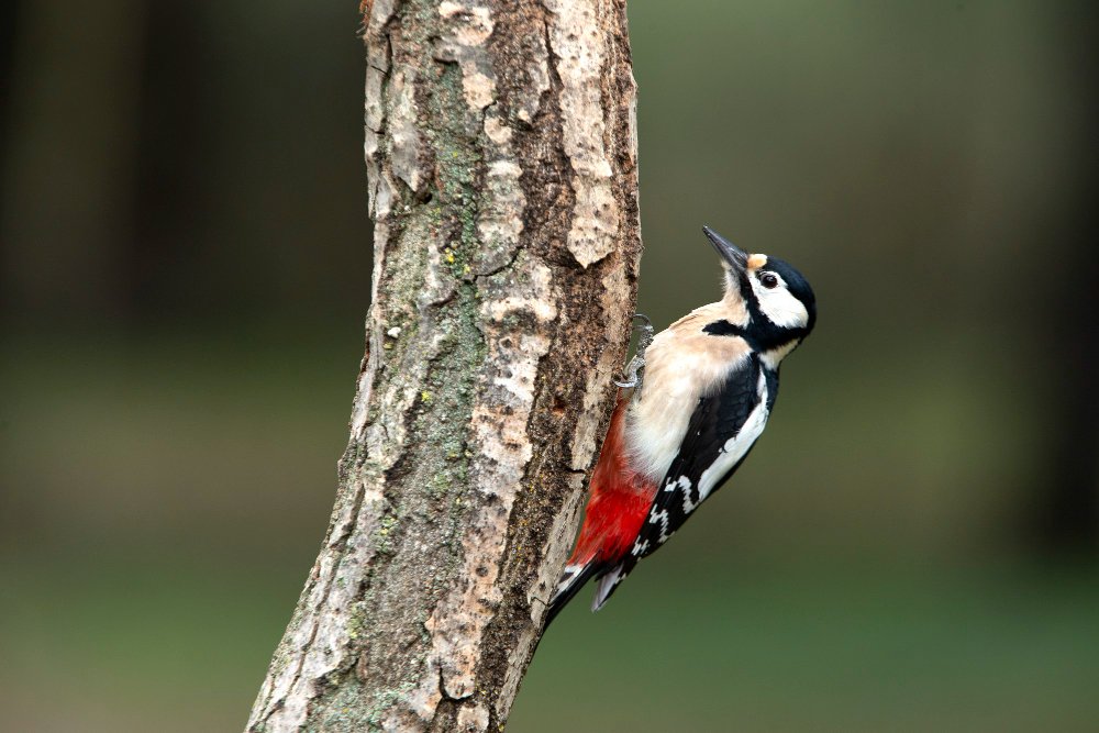 Kodėl baltnugaris genys laikomas miškų būklės indikatoriumi
