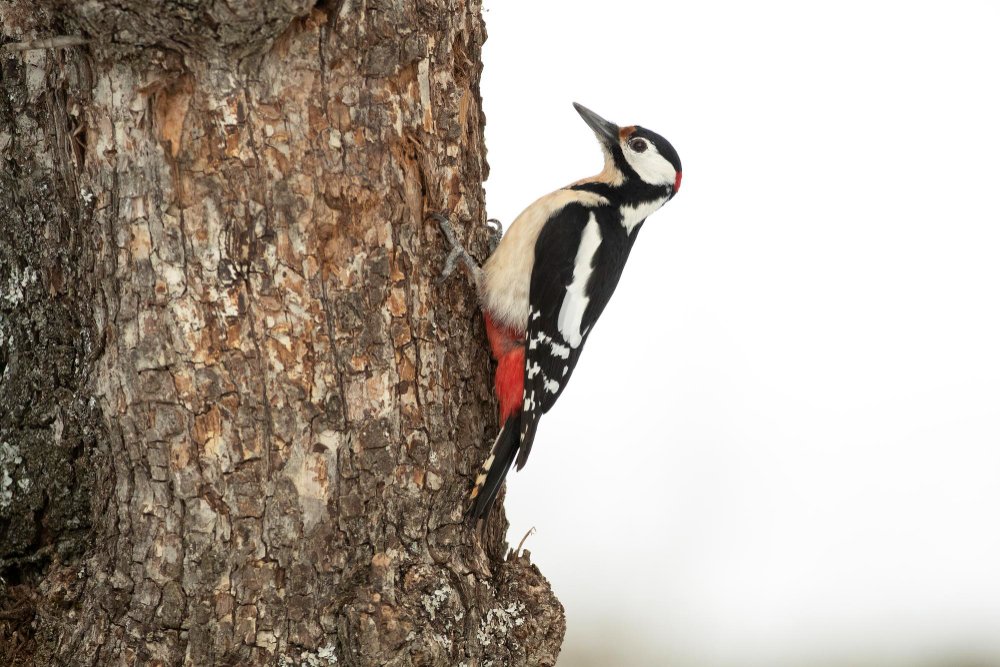 Mityba ir vaidmuo ekosistemoje