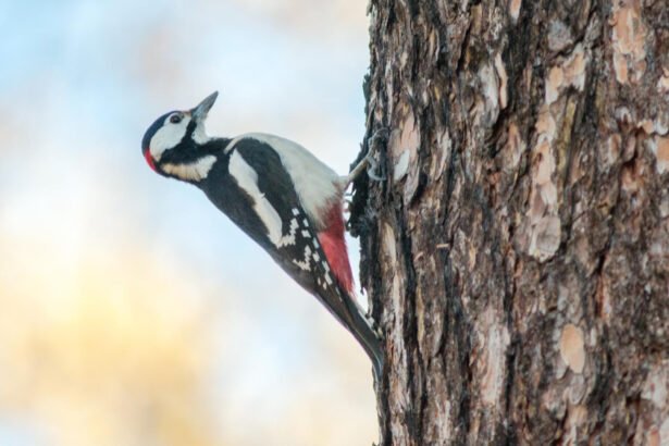Baltnugaris genys: kodėl jis laikomas miškų būklės indikatoriumi
