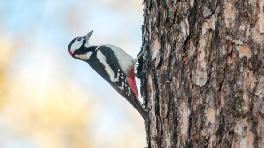 Baltnugaris genys: kodėl jis laikomas miškų būklės indikatoriumi