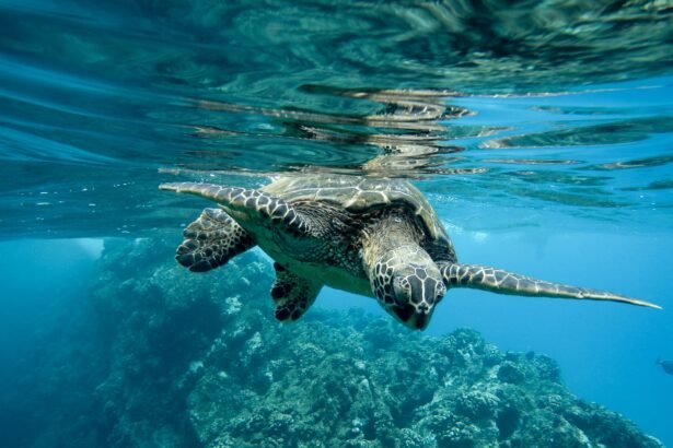 Jūriniai vėžliai: rūšys ir gyvenimo ciklas