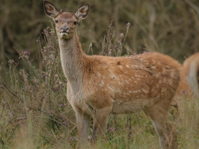 Paplitimas Europoje ir Lietuvoje
