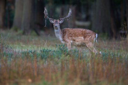 Dėmėtasis elnias: išskirtiniai bruožai ir paplitimas