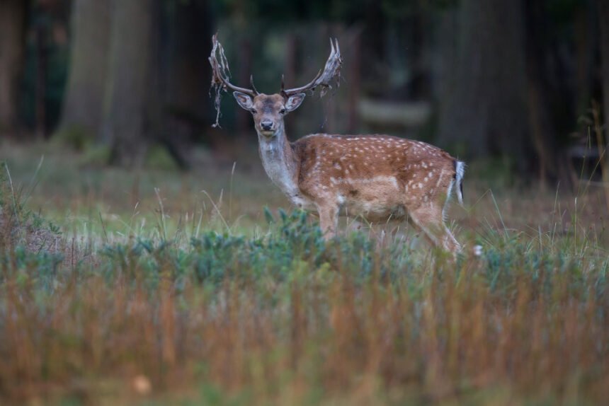 Dėmėtasis elnias: išskirtiniai bruožai ir paplitimas