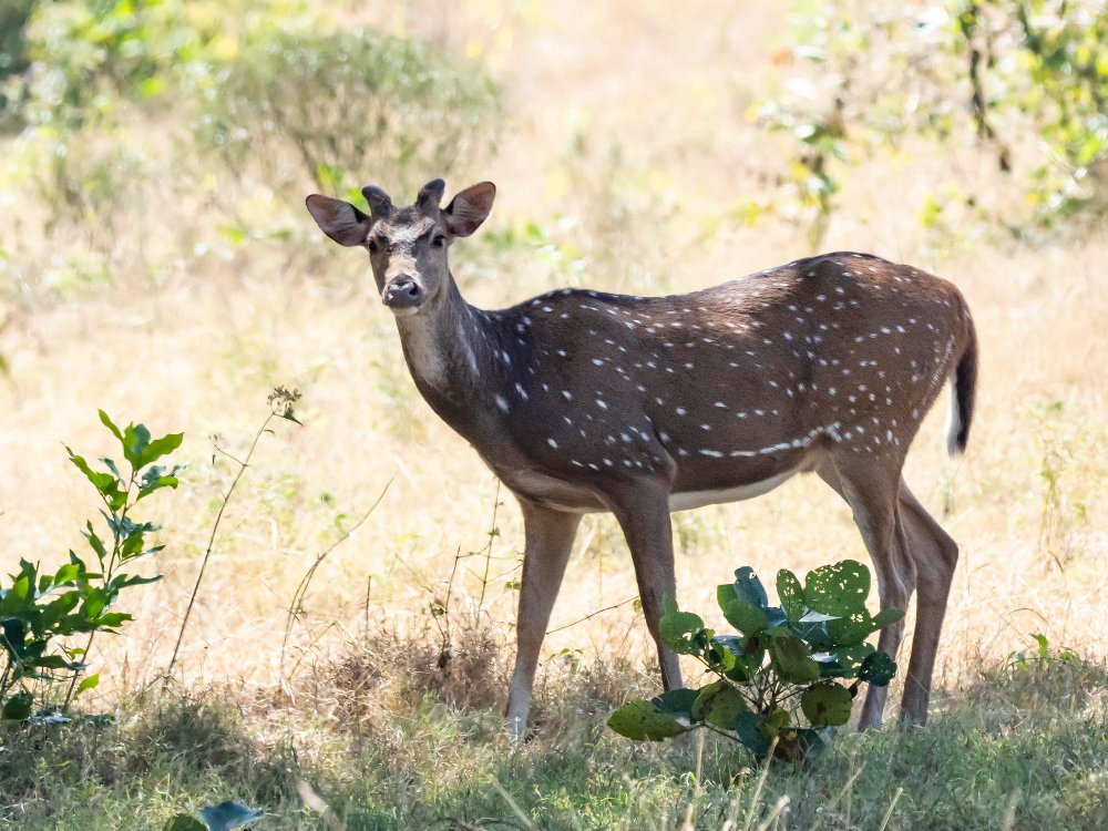 Grėsmės ir apsauga