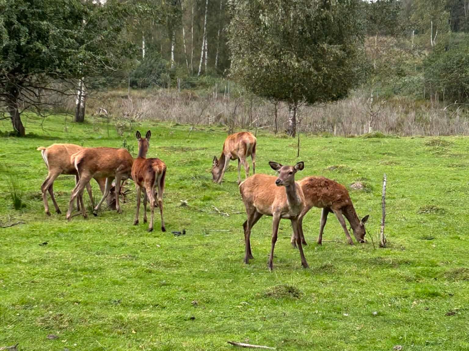 Įdomūs faktai apie elnių šeimą