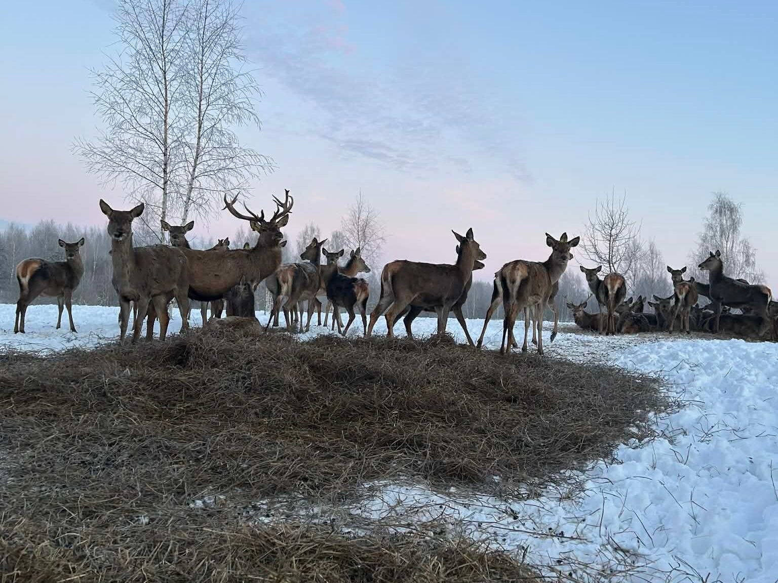Kaip atrodo elnio patelė: išvaizda ir požymiai
