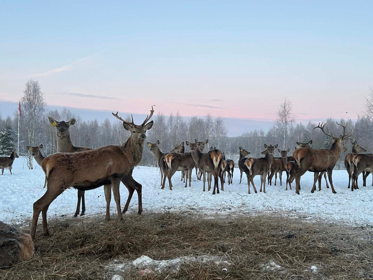 Kaip atrodo elnio jauniklis: dėmės, elgsena ir augimas