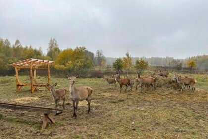 Elnio patelė ir jauniklis: kaip vadinami ir kaip atrodo