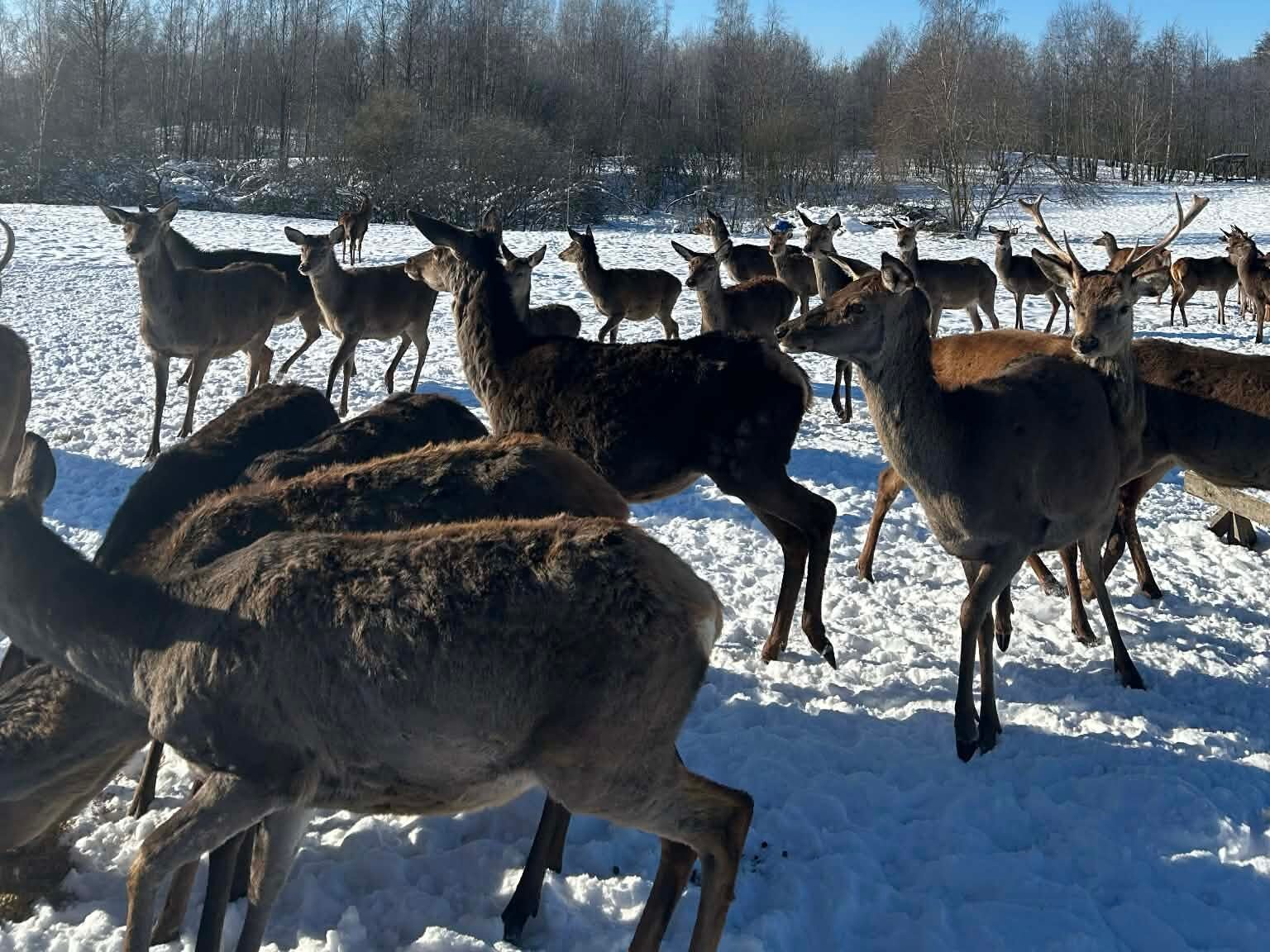 Kur dažniausiai galima pamatyti patelę su jaunikliu Lietuvoje