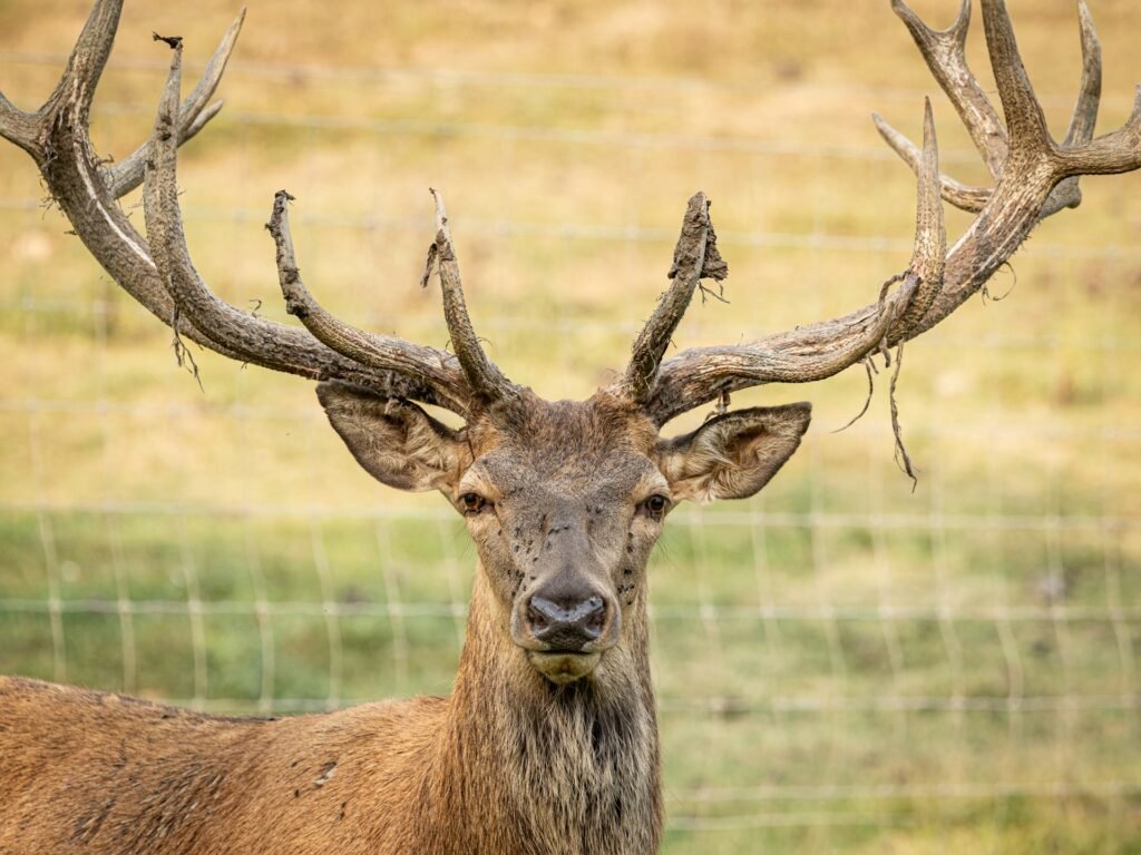 „Aksomas“ – ką reiškia minkšti ragai?