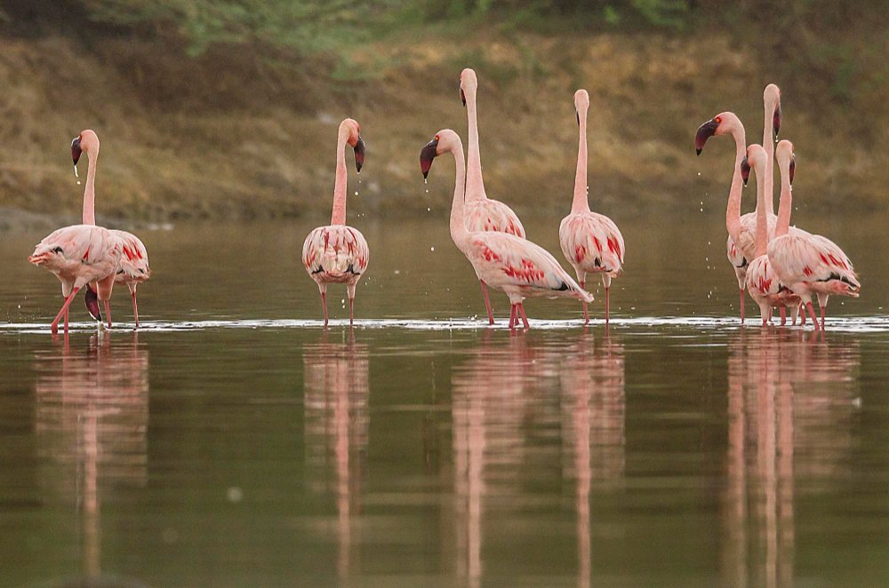 Gyvenimo būdas: kolonijos, elgsena ir migracija