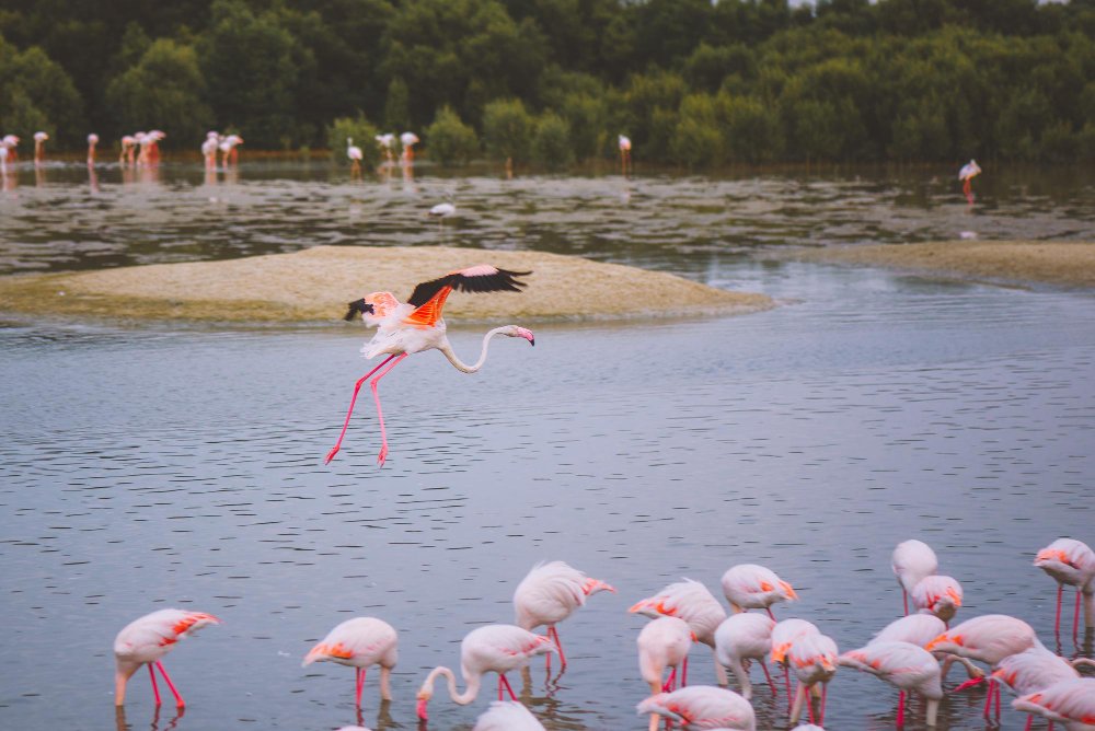 Mityba ir rožinės spalvos paslaptis