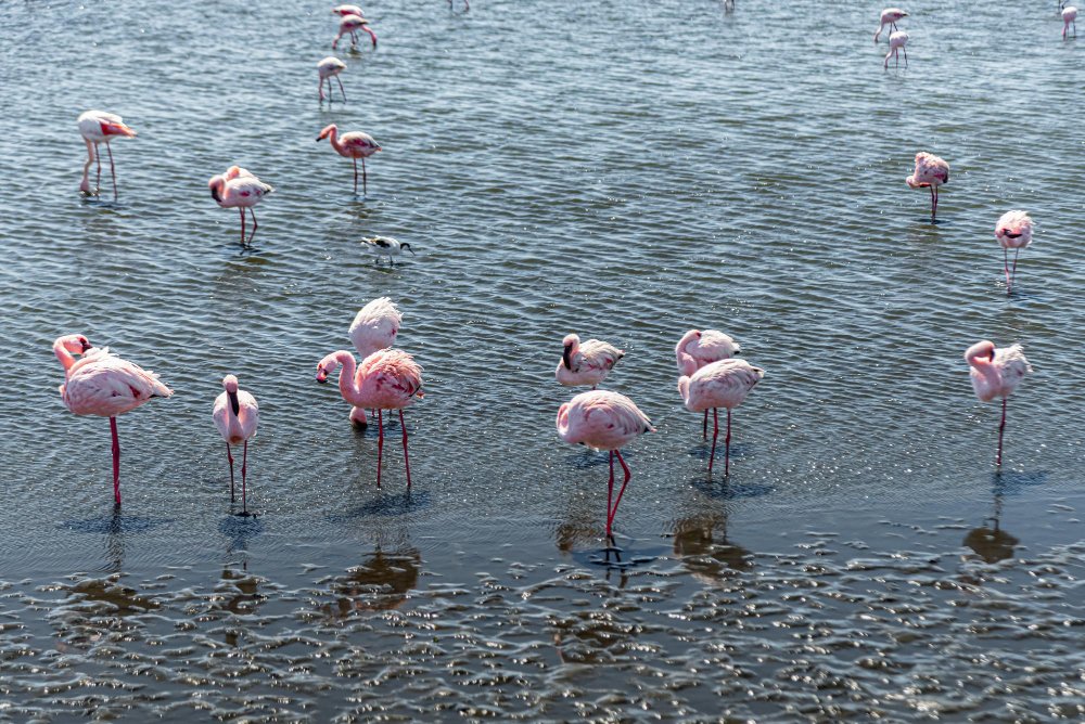 Paplitimas pasaulyje