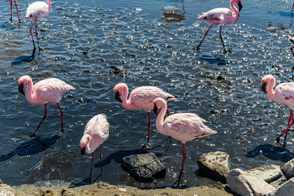 Grėsmės ir apsauga