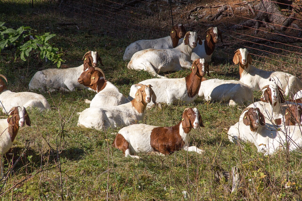 Ožkų veislės: populiariausios rūšys ir jų paskirtis ūkyje
