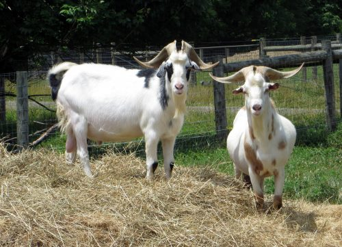 Ožkų veislės: populiariausios rūšys ir jų paskirtis ūkyje