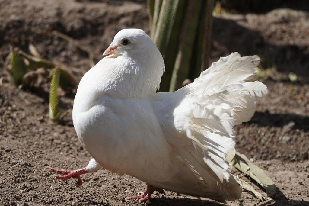 Dekoratyviniai balandžiai – veislės