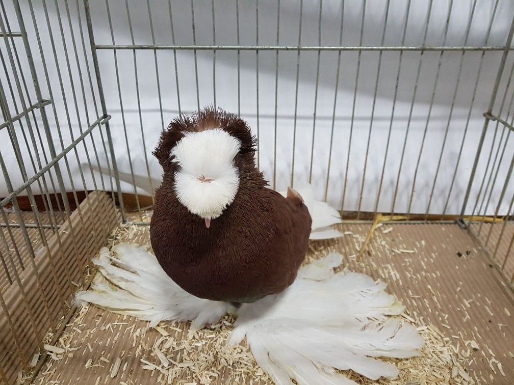 Dekoratyviniai balandžiai – veislės