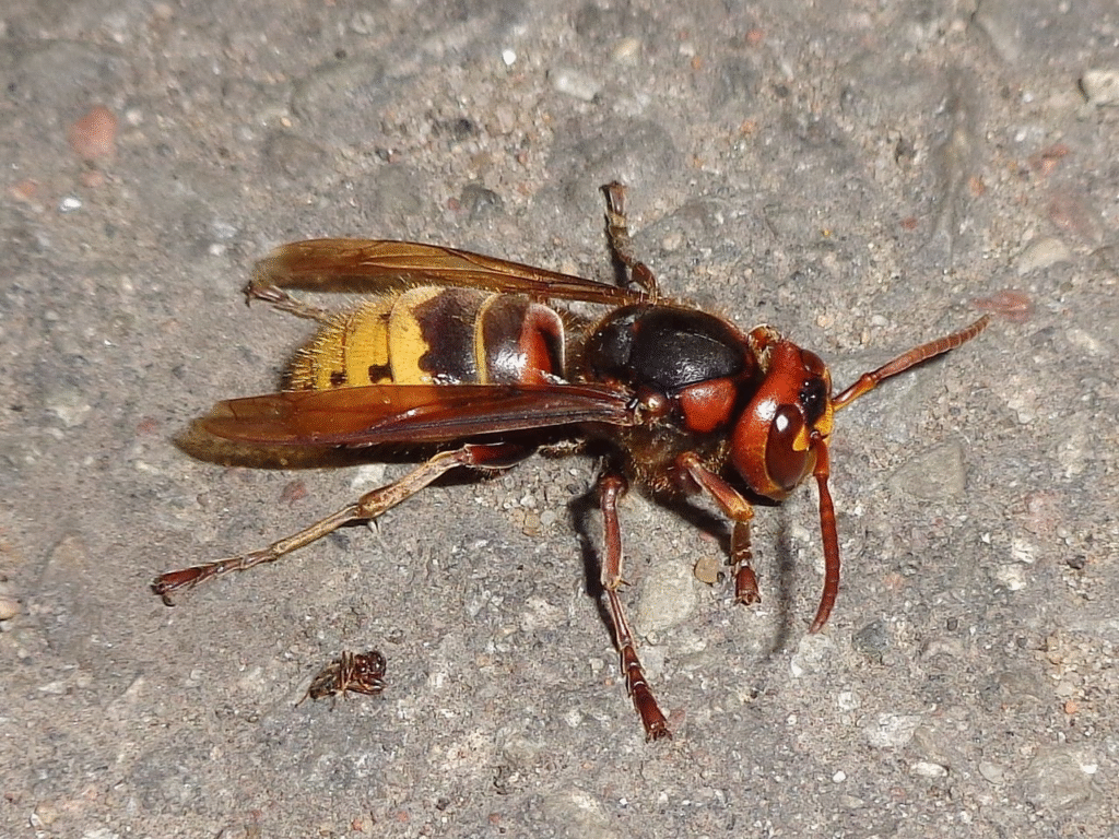 Vapsvų rūšys Lietuvoje