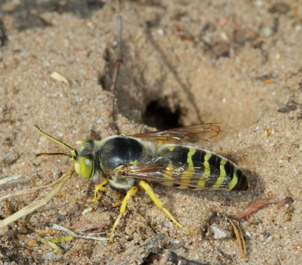 Vapsvų rūšys Lietuvoje