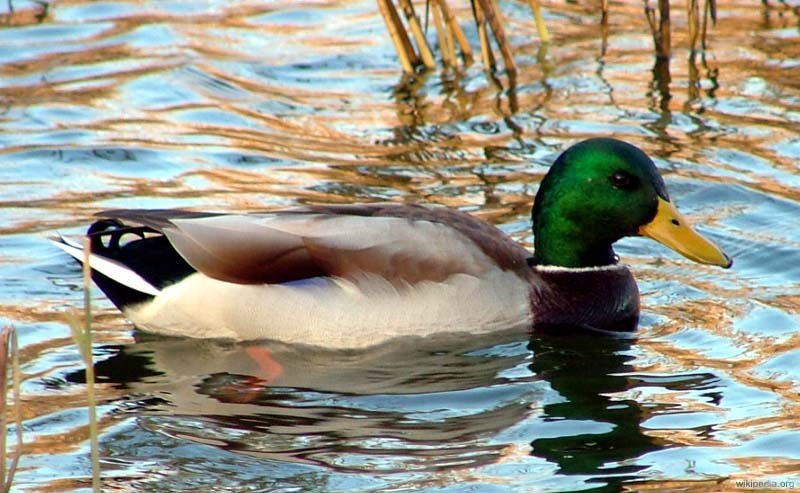 Ančių rūšys Lietuvoje: įvairovė ir paplitimas