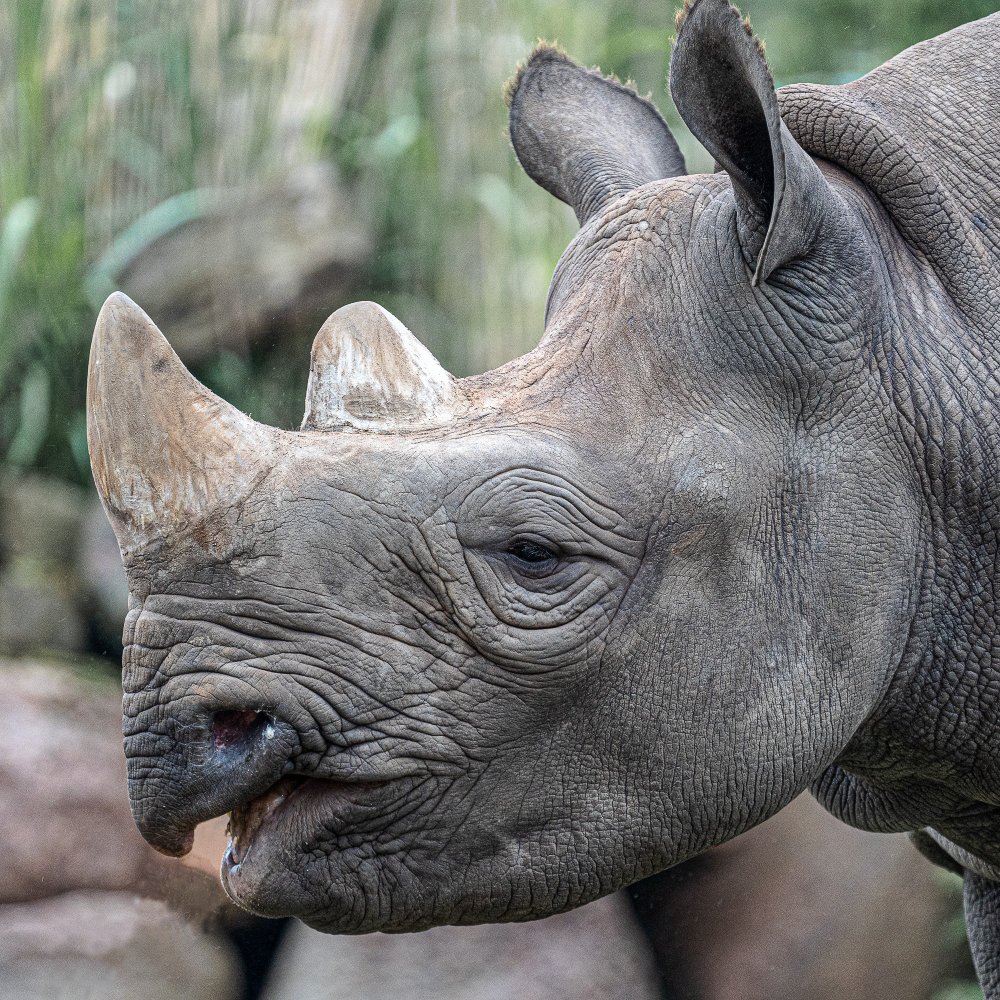 Istorinis paplitimas ir kodėl javinis raganosis beveik išnyko