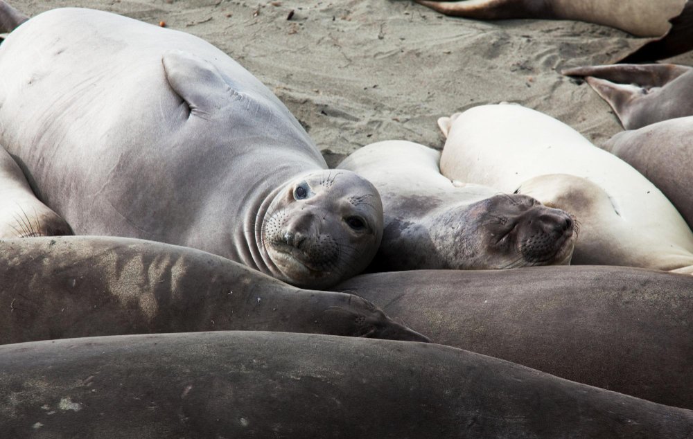 Judėjimas vandenyje ir sausumoje