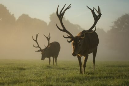 Kaip atrodo elnias: išvaizda, dydis ir svoris