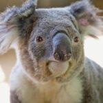 Kaip atrodo koala: išvaizda ir pagrindiniai bruožai