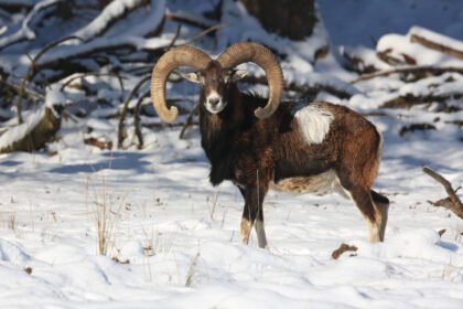Kalnų ožka: kaip ji išgyvena stačiuose ir atšiauriuose kalnuose?