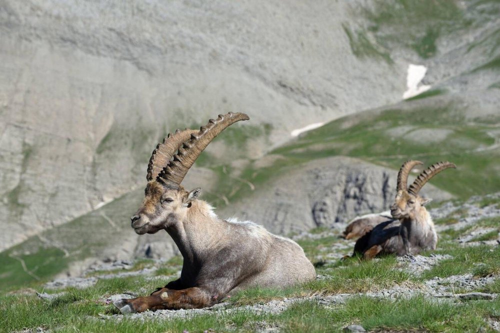 Jauniklių auginimas pavojingoje aplinkoje