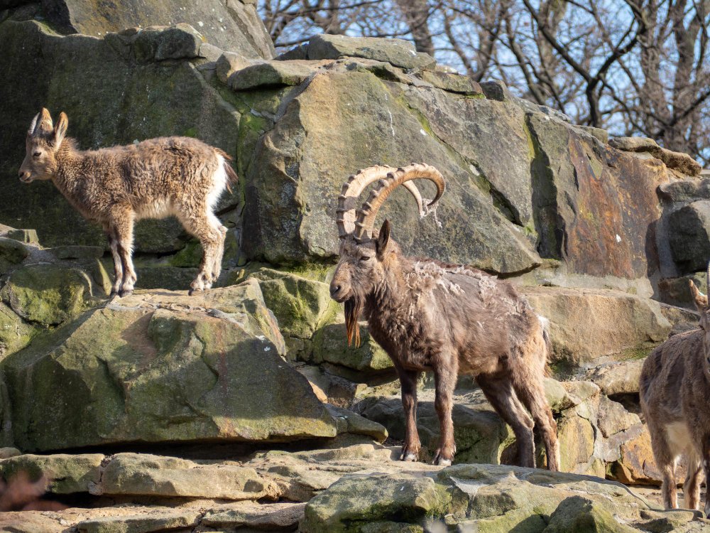 Įdomūs faktai apie kalnų ožkų išgyvenimą