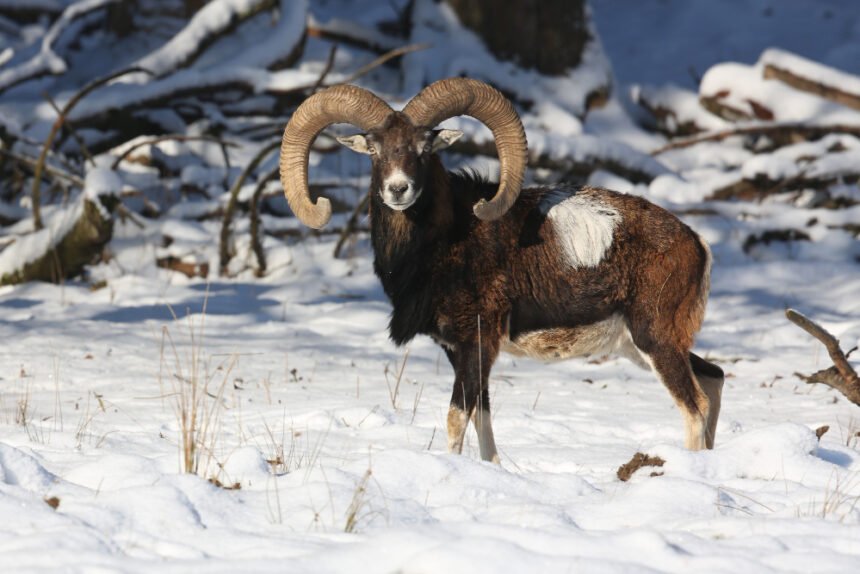 Kalnų ožka: kaip ji išgyvena stačiuose ir atšiauriuose kalnuose?