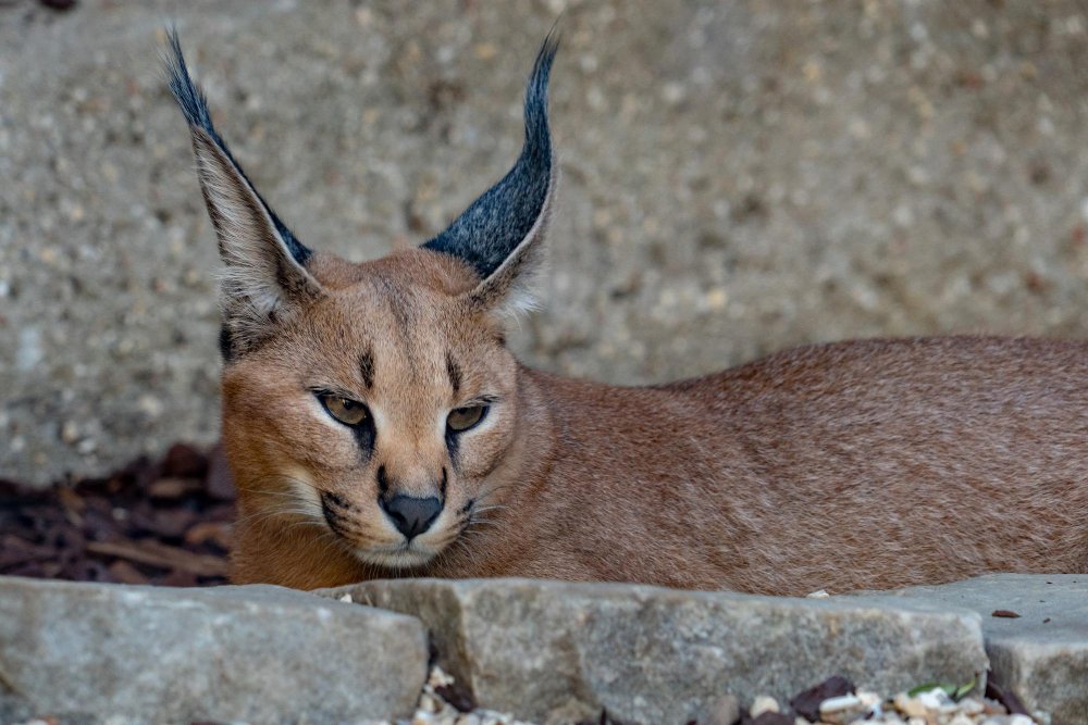 Ar karakalas gali būti augintinis?