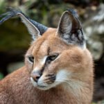 Karakalas Lietuvoje: ar galima laikyti namuose ir kokia jo kaina?