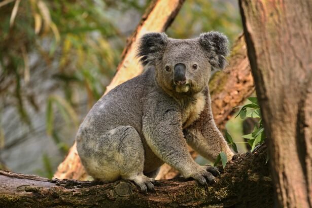 Koala Australijoje: kodėl ši šalis yra jų namai?