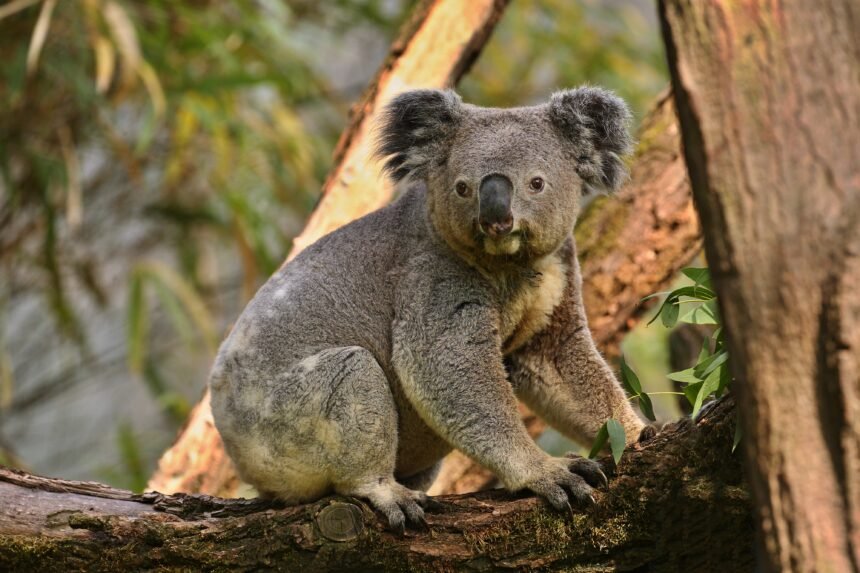 Koala Australijoje: kodėl ši šalis yra jų namai?