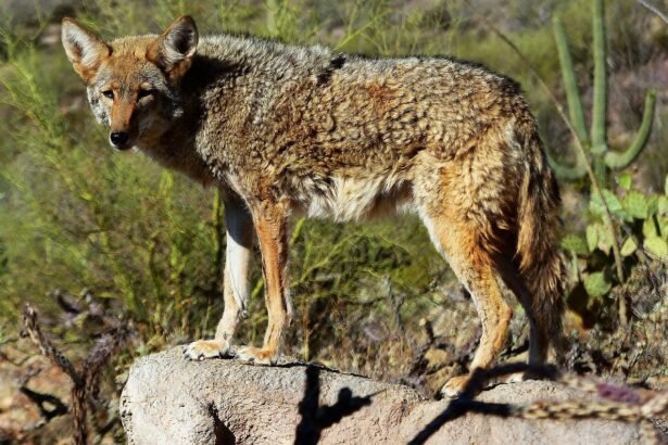 Kojotas: kilmė, išvaizda ir kuo pasižymi rudasis kojotas